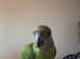 Senegal parrot
