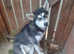 Husky