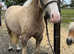 Palomino gelding