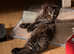Adorable black tabby kittens looking for forever homes!