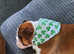 English Bulldog