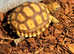 Sulcata Het Ivory Tortoise UK CB