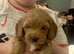 Cockapoo puppies for sale