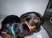 Adorable yorkiepoo puppies