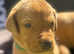 Fox Red Labrador Puppies
