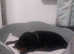 12 week old German Rottweiler puppie for sale