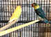 Very beautiful love bird for sale