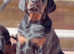 Exceptional European Doberman puppies due 18/5/25