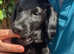 Beautiful KC flatcoat retriever boy puppy ready to go
