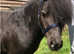 29inch miniature stallion