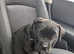 11 week old female cane corso puppy