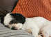 Imperial Shih Tzu
