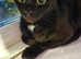 Female cat