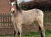 Welsh d x traditional cob colt