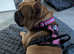 Female 3yrs old french bulldog