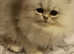 Silver Persian Chinchilla boy