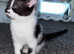Female white and black kitten