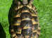 Marginated (Male Tortoise)