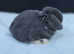 Mini lop doe Blue Mantle