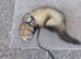Intact male ferret hob needs new home