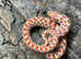 Red Toffeebelly Western Hognose at Birmingham Reptiles