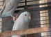 2 parrolets rehoming (no cage)