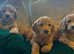 Golden Doodle Puppies Ready Next Week