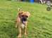 Pugalier boy
