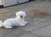 For sale Bichon frise