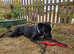 Gorgeous Ronnie available for adoption