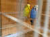 Pair of budgies and cage