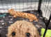 Cavapoochon Puppies