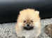 Small Teddy Bear Pom Boys