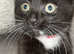 URGENT SALE 10 week old kitten open to offers regarding price
