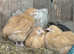Buff Orpington, Exchequer Leghorn & Cream Legbar young female chickens
