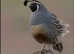 12 California quail egg's