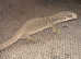 Female savannah monitor