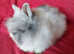 Gorgeous Double Maned Lionhead Baby Boy