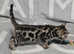 RESERVED brown bengal boy