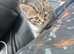 Female kitten