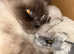 Blue point Ragdoll female