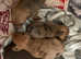 Miniature dachshund x Jack Russell