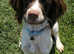 Liver white 7month spaniel
