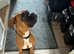 9 month old kc reg bobtail boxer female