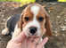 Gorgeous kc registered Beagle Puppies available