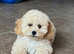Cavapoonchon puppy