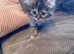 Beautiful Persian x kittens