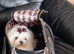 Korean maltese boy