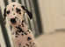 Kc registered dalmatian puppies £600