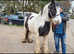 Traditional cob 14.3, passported